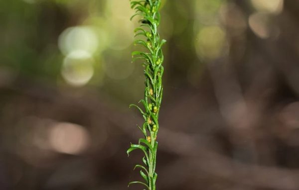 Αυτό το μικρό φυτό έχει το μεγαλύτερο γονιδίωμα στον κόσμο