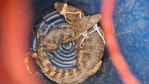 Γουατεμάλα: Φυλακισμένοι διέθεταν εκτρεφόμενα ζώα ακόμα και κροκόδειλους σε λιμνούλα