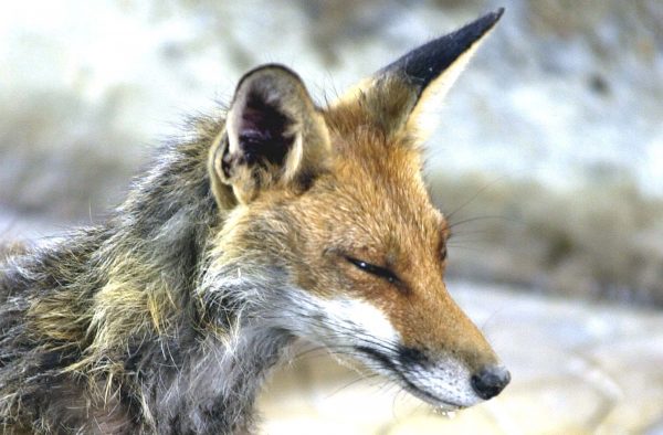 Θεσσαλονίκη: Χειροπέδες σε 51χρονο που πυροβόλησε θανάσιμα αλεπού