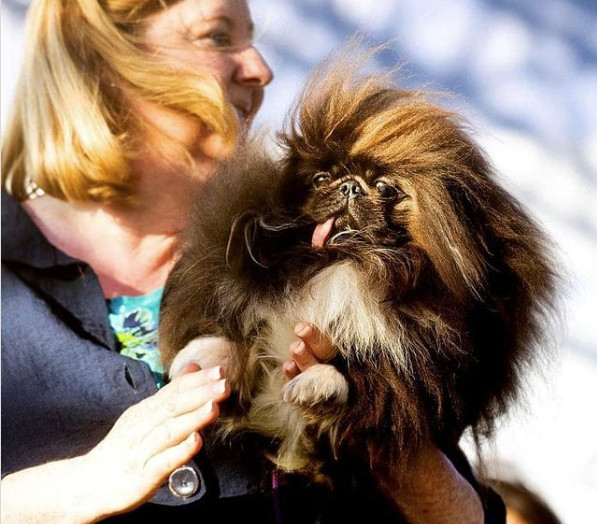 Wild Thang: Αυτό το πεκινουά είναι και επίσημα ο πιο άσχημος σκύλος του κόσμου