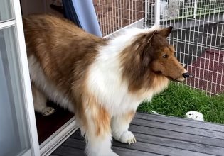 Ιαπωνία: Ο άνθρωπος που ξόδεψε… χιλιάδες δολάρια για να γίνει κόλεϊ, τώρα θέλει να μεταμορφωθεί σε άλλο ζώο