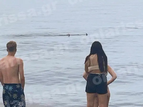 Καρχαριοειδές έκανε… βόλτες σε παραλία της Λάρισας- «Πάγωσαν» οι λουόμενοι