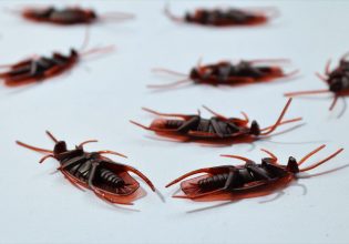 Ιπτάμενες κατσαρίδες: Οι «περιπλανώμενες Αμερικάνες» σπέρνουν τον τρόμο στη Λάρισα