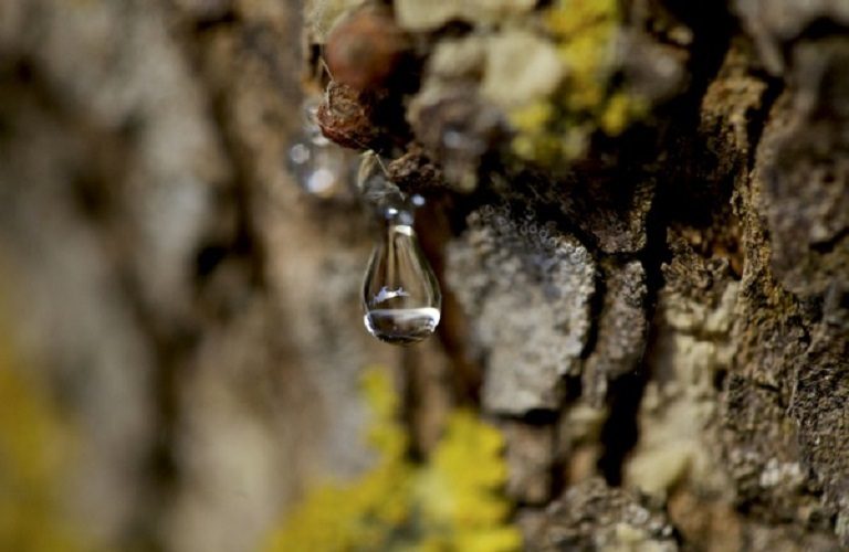 Ένωση Μαστιχοπαραγωγών Χίου: Πλεόνασμα 3,85 εκατ. ευρώ μοιράζει στους παραγωγούς