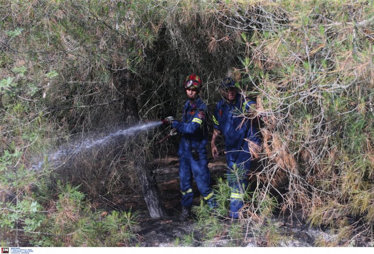 Θεσσαλονίκη: Κακουργηματική δίωξη για εμπρησμό δάσους στον 25χρονο για τη φωτιά στο Σέιχ Σου – Τι ισχυρίστηκε