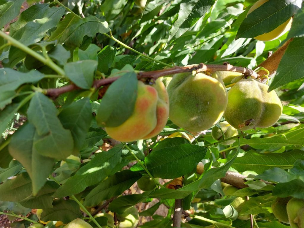 Μακεδονία: «Tεράστια» ανησυχία για μυστήριο στον κάμπο – Γιατί παραμορφώνονται τα ροδάκινα και τα νεκταρίνια