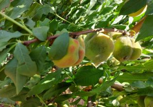 Μακεδονία: «Tεράστια» ανησυχία για μυστήριο στον κάμπο – Γιατί παραμορφώνονται τα ροδάκινα και τα νεκταρίνια