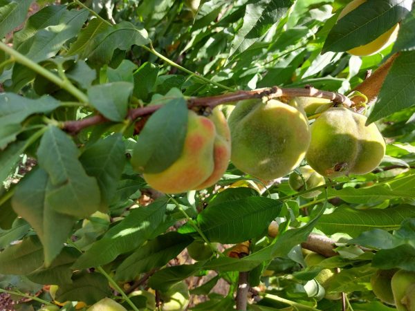 Μακεδονία: «Tεράστια» ανησυχία για μυστήριο στον κάμπο – Γιατί παραμορφώνονται τα ροδάκινα και τα νεκταρίνια