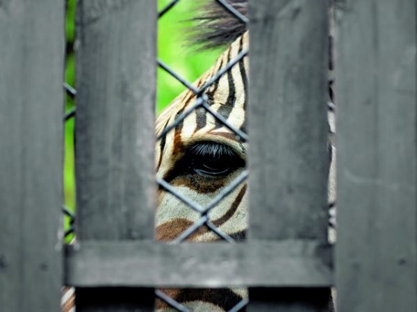 «Η κακοποίηση των ζώων περνάει και στο πιάτο μας»