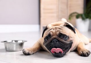 Σκύλος: Με ποιους τρόπους μπορείτε να τον προφυλάξετε από τη ζέστη