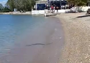 Αχαΐα: Πανικός στην παραλία του Καστελόκαμπου όταν λουόμενοι είδαν φίδι να κολυμπά δίπλα τους