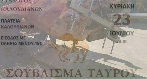 Κρήτη:  Σάλος με το σούβλισμα ταύρου για τη γιορτή του Αγίου Πνεύματος