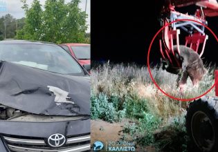 Καστοριά: Τροχαίο με νεκρή αρκούδα 300 κιλών σε σύγκρουση με ΙΧ