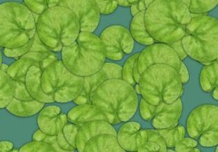 Οπτική ψευδαίσθηση: Δεν θα μπορέσετε να βρείτε τον κρυμμένο βάτραχο σε 6 δευτερόλεπτα