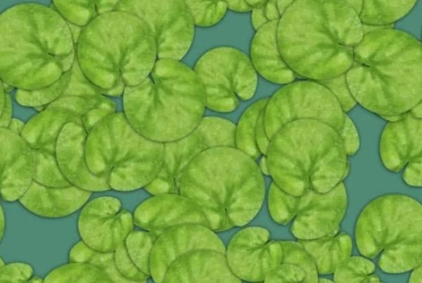 Οπτική ψευδαίσθηση: Δεν θα μπορέσετε να βρείτε τον κρυμμένο βάτραχο σε 6 δευτερόλεπτα