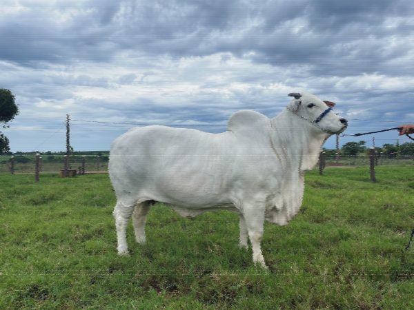 Βραζιλία: Η βιομηχανία κρέατος και το περιβάλλον βασίζονται στην αγελάδα των 4 εκατ. δολαρίων