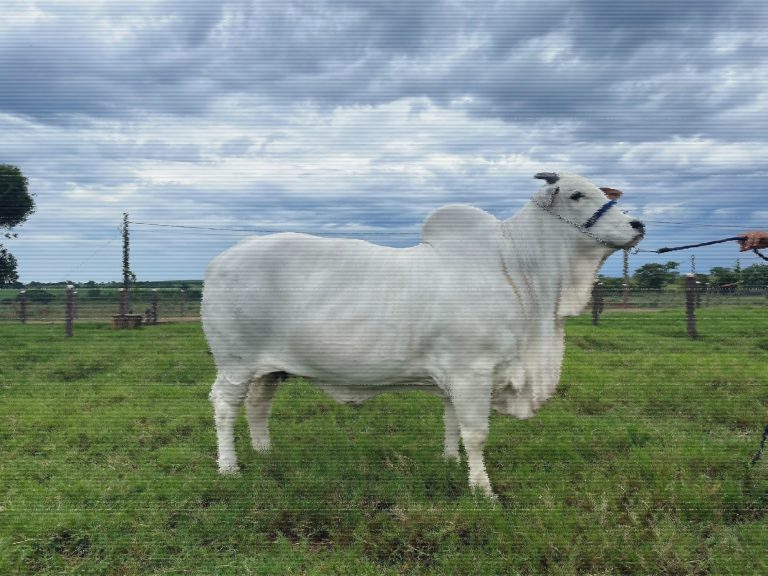 Βραζιλία: Η βιομηχανία κρέατος και το περιβάλλον βασίζονται στην αγελάδα των 4 εκατ. δολαρίων