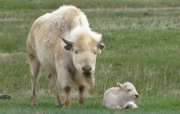 ΗΠΑ: Η γέννηση λευκού βίσωνα αντιμετωπίζεται ως ευλογία και προειδοποίηση από τους αυτόχθονες