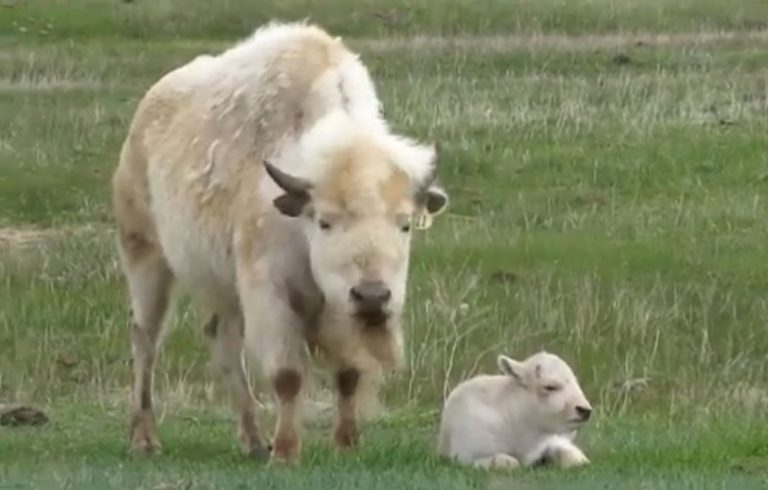 ΗΠΑ: Η γέννηση λευκού βίσωνα αντιμετωπίζεται ως ευλογία και προειδοποίηση από τους αυτόχθονες