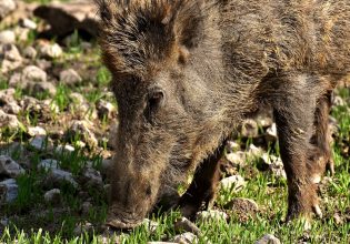 Τρίκαλα: Μοτοσικλετιστής ποδοπατήθηκε από αγριογούρουνα – Στο νοσοκομείο με πολλαπλά κατάγματα