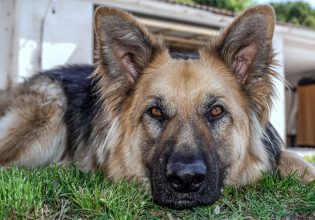 Ο σκύλος ζει μόνιμα στον κήπο – Ο αρνητικός αντίκτυπος που έχει αυτό στον χαρακτήρα του