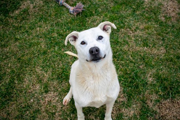 Γκλόρια: Η σκυλίτσα που αργοπέθαινε, σώθηκε και περιμένει την αγάπη μας