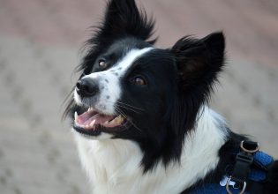 Σκύλος: Τα φρούτα που τον δροσίζουν και θωρακίζουν την υγεία του