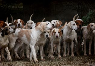 What should we do when we meet a pack of dogs?