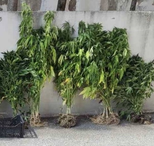 Θεσσαλονίκη: Καλλιεργούσε σε… γλάστρες 143 δενδρύλλια κάνναβης