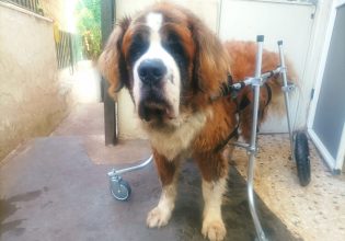 Για τα ζώα η αναπηρία δεν είναι καταδίκη