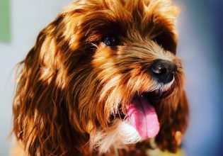 Τα προβλήματα υγείας που κρύβουν οι αρθρώσεις του σκύλου – Οι τρόποι αντιμετώπισής τους