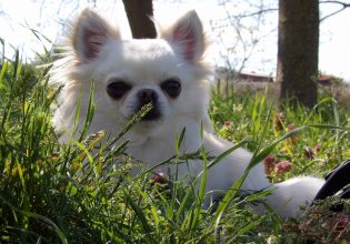 Ο σκύλος της φυλής Τσιουάουα: Το πιο μικροσκοπικό σκυλάκι του κόσμου με καρδιά γίγαντα