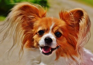 Ο μικρόσωμος σκύλος σας παίζει κουτσό όταν περπατάει; – Συμπεριφορές που οφείλονται σε παθολογικά αίτια