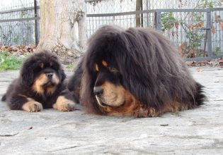Θιβετιανό Μαστίφ: Αγέρωχος, πεισματάρης και γεννημένος για να προστατεύει την οικογένεια και τον χώρο του