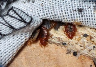 Ηνωμένο Βασίλειο: 34χρονη σκότωσε καταλάθος την 11χρονη γειτόνισσά της με δηλητήριο για κοριούς