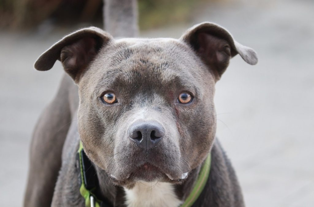 Θεσσαλονίκη: Κακουργηματική δίωξη σε 40χρονο για τον θάνατο ενός πίτμπουλ