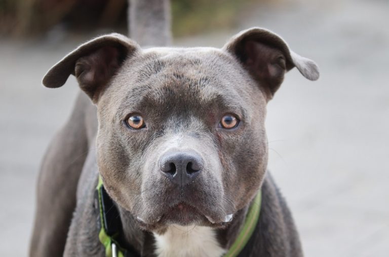 Θεσσαλονίκη: Κακουργηματική δίωξη σε 40χρονο για τον θάνατο ενός πίτμπουλ