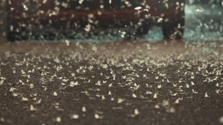 Έντομα στη Λάρισα: Υπάρχει εξήγηση για τα… εκατομμύρια εφημερόπτερα που έκαναν «επιδρομή» – Τι λέει ειδικός