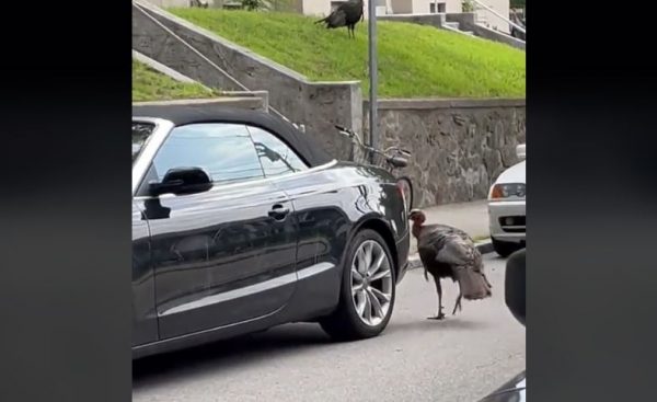 Βοστώνη: Βίντεο καταγράφει γαλοπούλα να… τραμπουκίζει κάμπριο σπορ αυτοκίνητο