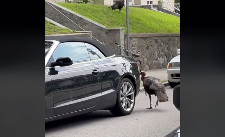 Βοστώνη: Βίντεο καταγράφει γαλοπούλα να… τραμπουκίζει κάμπριο σπορ αυτοκίνητο