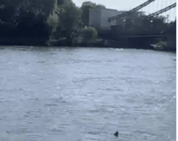 Άναυδοι έμειναν οι Βρετανοί – Εντοπίστηκε καρχαρίας να κολυμπά στον Τάμεση