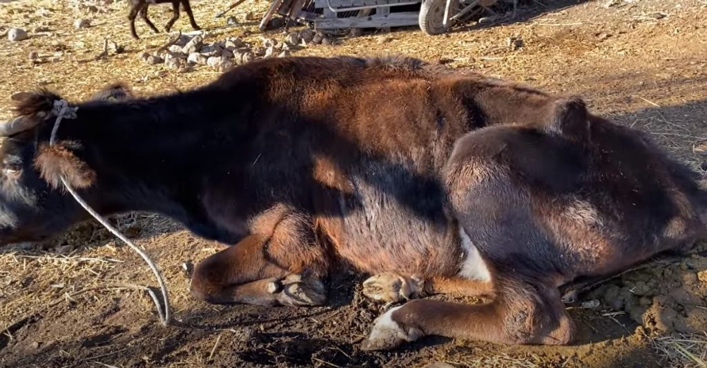 Κως: Σοβαρή καταγγελία για κακοποίηση αγελάδων