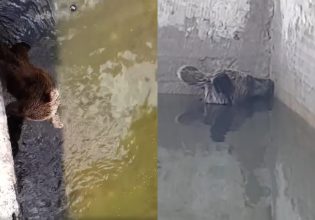 Ιωάννινα: Αρκούδα παγιδεύτηκε σε δεξαμενή νερού – Της έφτιαξαν αυτοσχέδια ράμπα για να «δραπετεύσει»