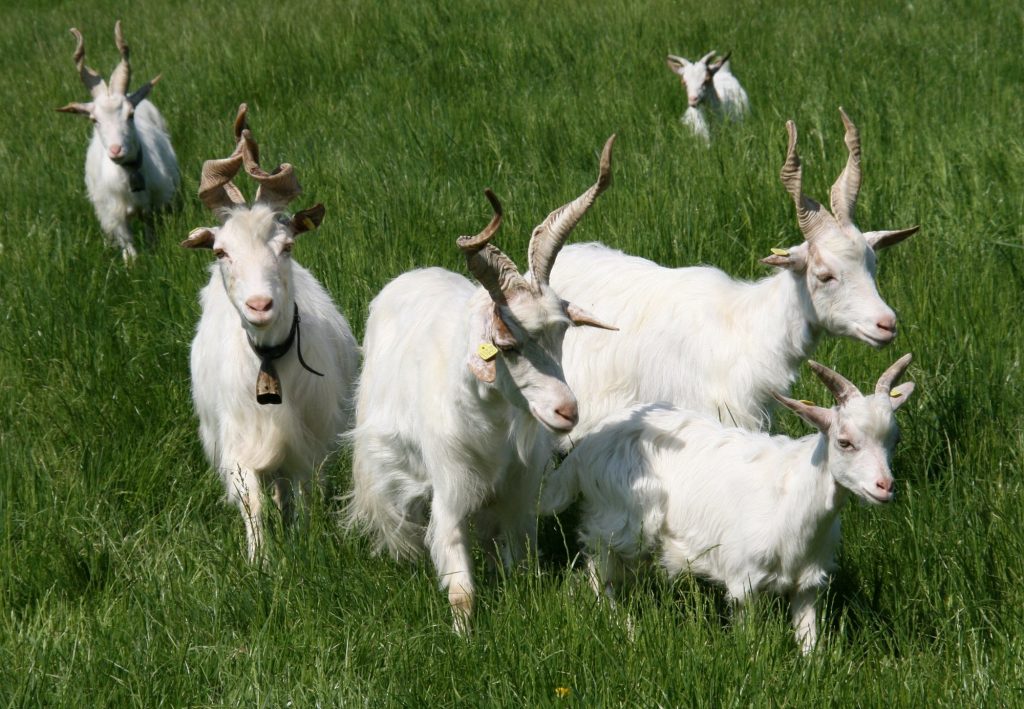 Τα τζιρτζεντάνα έχουν συνήθως άσπρο χρώμα 