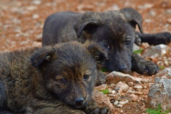 Μήνυση κατέθεσε αντιδήμαρχος κατά αγνώστων για εγκατάλειψη σκυλιών