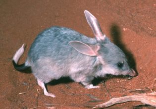 Μπίλμπι: Οι επιστήμονες προσπαθούν να σώσουν τα μικρά αυτά ζώα με τα γελοία υπερμεγέθη αυτιά