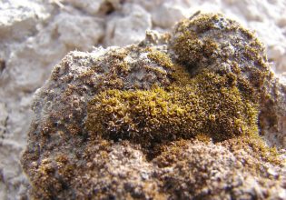 Αυτό το ταπεινό φυτό είναι πολύ σκληρό για να πεθάνει – Ακόμα και στον Άρη