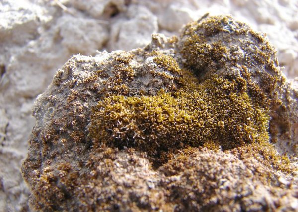 Αυτό το ταπεινό φυτό είναι πολύ σκληρό για να πεθάνει – Ακόμα και στον Άρη