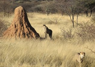 Οι αρχαιότερες αποικίες τερμιτών κατοικούνται από την Εποχή των Παγετώνων