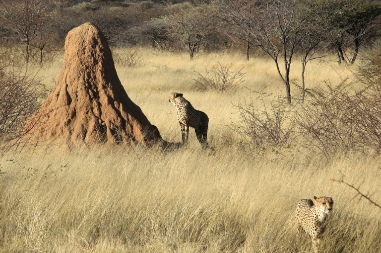 Οι αρχαιότερες αποικίες τερμιτών κατοικούνται από την Εποχή των Παγετώνων
